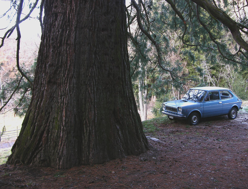 Sequoiadendron giganteum / Sequoia gigante